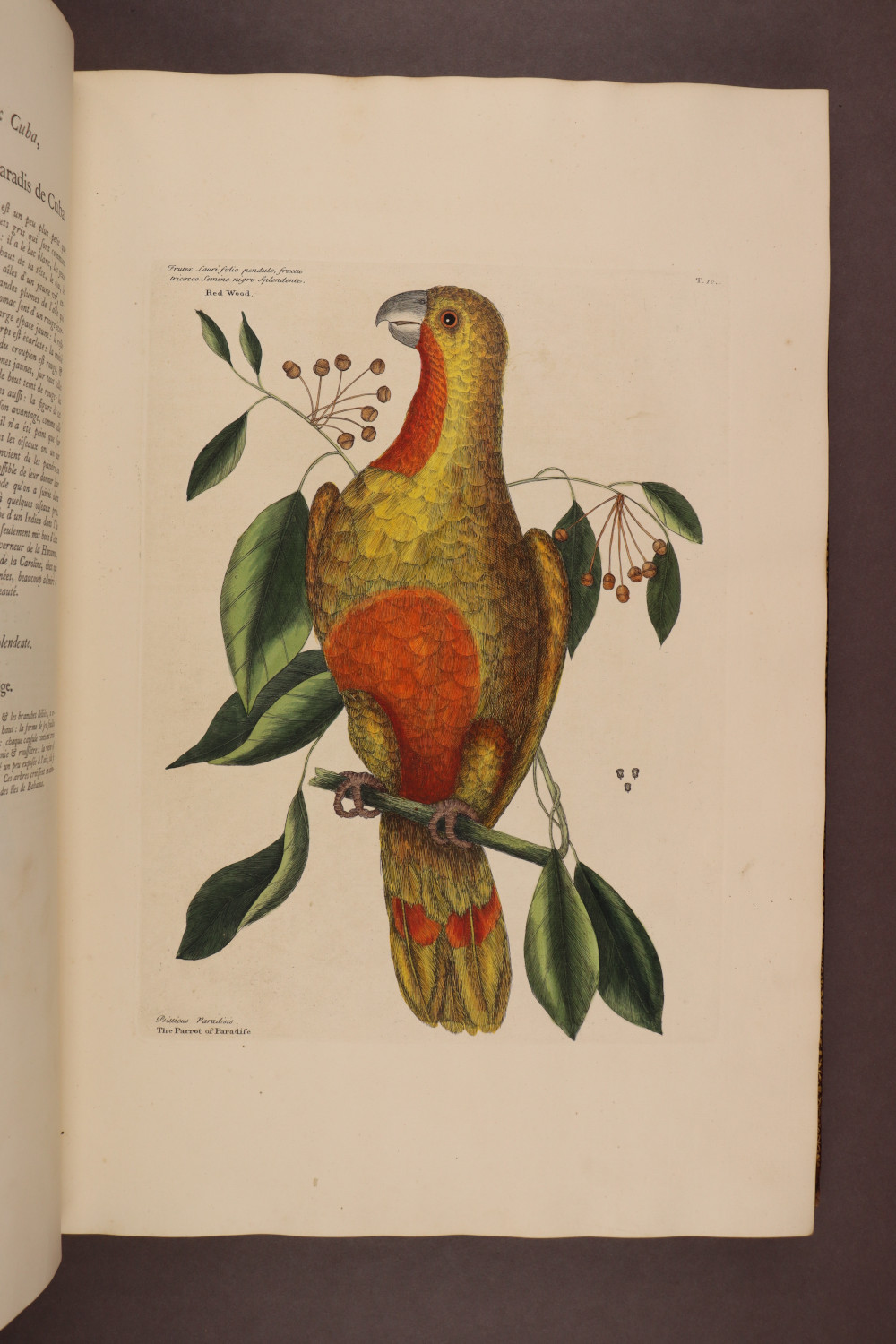 Plate 10